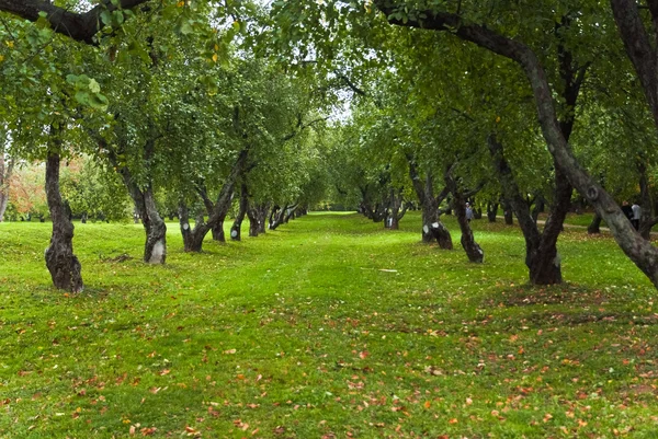 Осінній Яблуня в Kolomenskoye парку в Москві — стокове фото