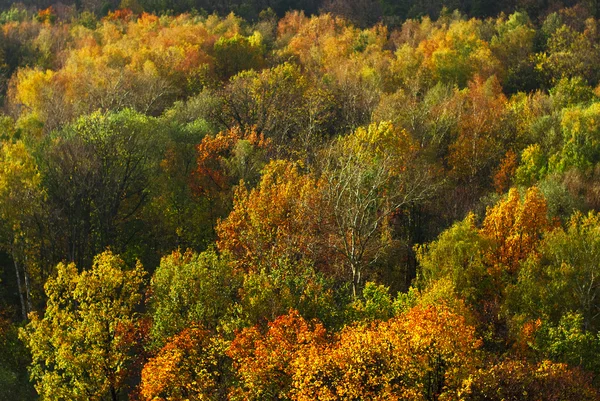Wiele drzew jesień z wysoka w Moskwie — Zdjęcie stockowe