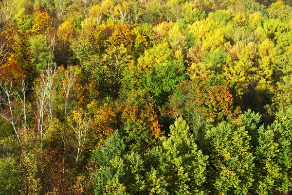Muitas árvores de outono do alto em Moscou — Fotografia de Stock