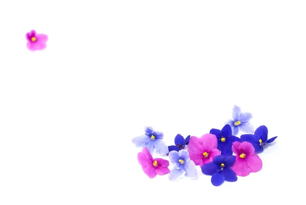 Ροζ, μοβ και μπλε, βιολετί άνθη σε λευκό φόντο — Φωτογραφία Αρχείου