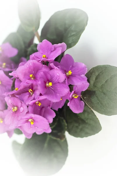 Viola rosa su sfondo bianco — Foto Stock