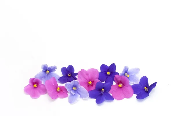 Pink purple and blue, violet flowers on a white background — Stock Photo, Image