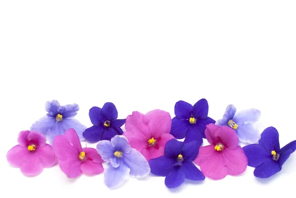 バイオレット ピンク紫、青、白い背景の上の花します。 — ストック写真