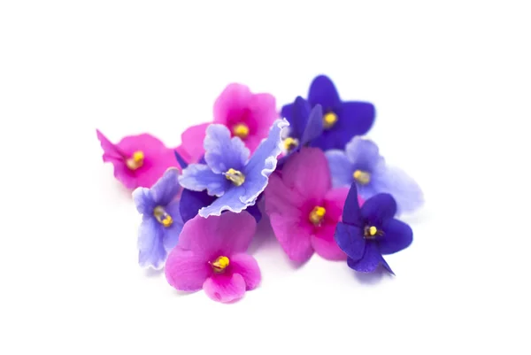 バイオレット ピンク紫、青、白い背景の上の花します。 — ストック写真
