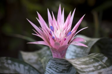 Pink Bromeliad, Aechmea Fasciata Bloom exotic flower clipart