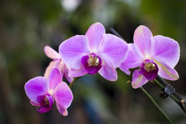Mor Orkide Bahçe