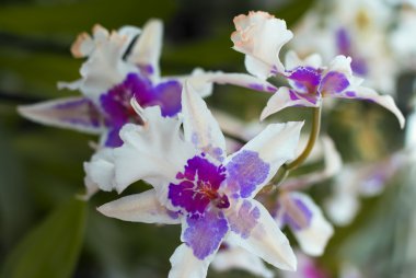 beyaz mor orkide çiçekleri ile