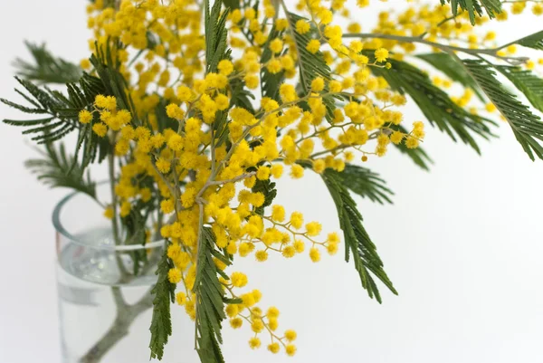 Mimosa em um fundo branco — Fotografia de Stock