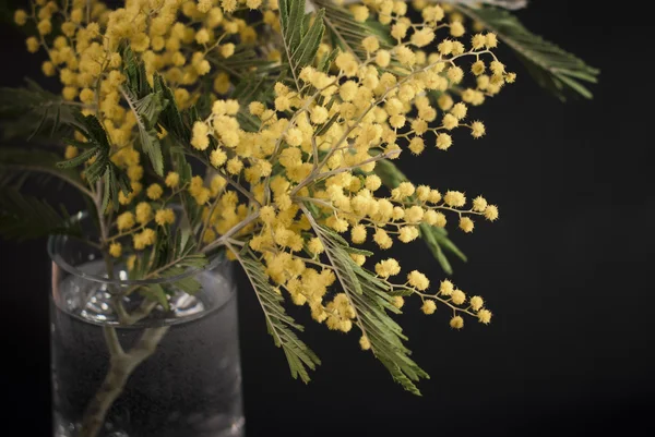 Mimosa blommor, isolerad på svart bakgrund — Stockfoto