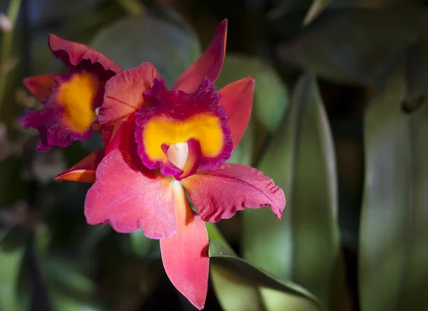 Giallo con orchidee arancioni — Foto Stock