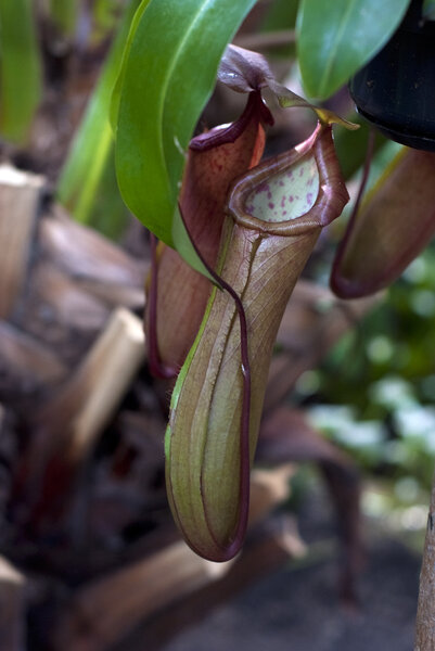 Tropical pitcher plant.