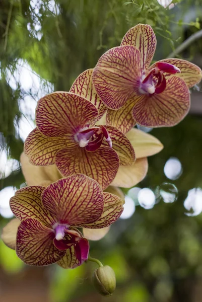Yellow orchids in the orchid garden. — Stock Photo, Image