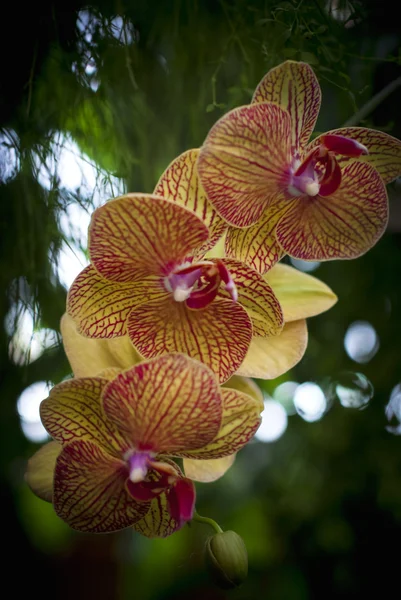 Yellow orchids in the orchid garden. — Stock Photo, Image