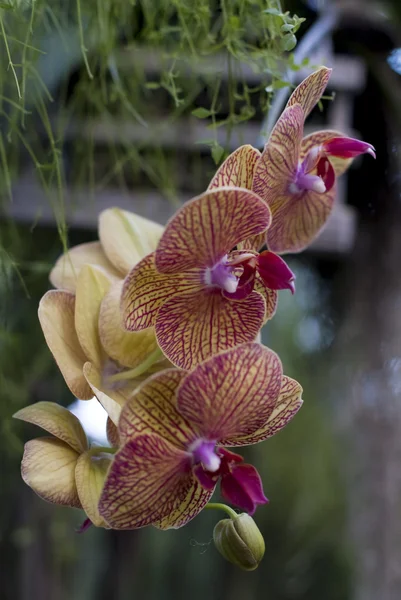 Yellow orchids in the orchid garden. — Stock Photo, Image