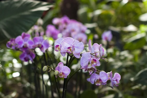 White with purple orchid flowers — Stock Photo, Image