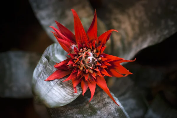 Abacaxi flores vermelhas — Fotografia de Stock