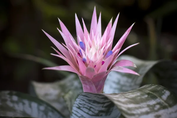 pembe bromeliad, aechmea fasciata egzotik çiçek