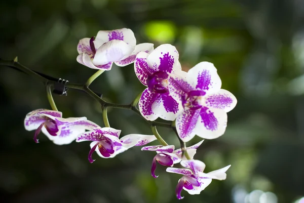Purple orchids in garden — Stock Photo, Image