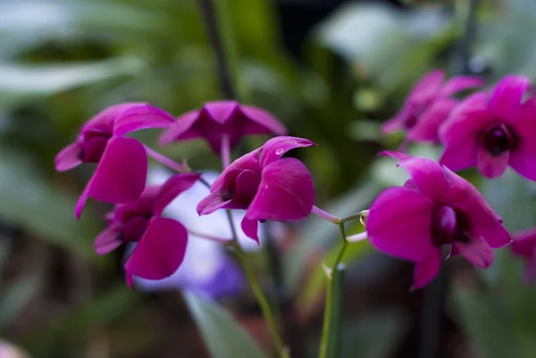 Fialové orchideje v zahradě — Stock fotografie