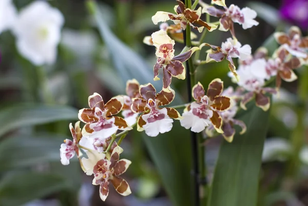 Tygří orchideje v zahradě — Stock fotografie