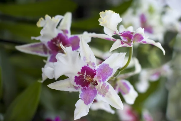 Bianco con i fiori viola del orchid — Foto Stock