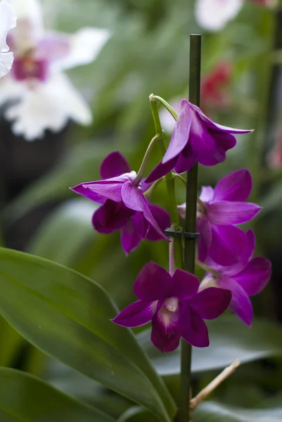 Fialové orchideje v zahradě — Stock fotografie