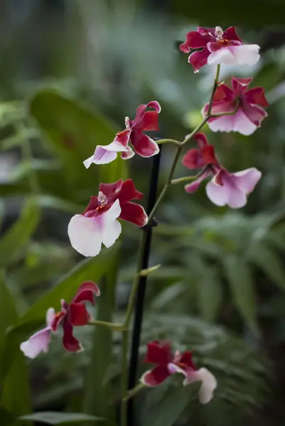 White with purple orchid flowers — Stock Photo, Image