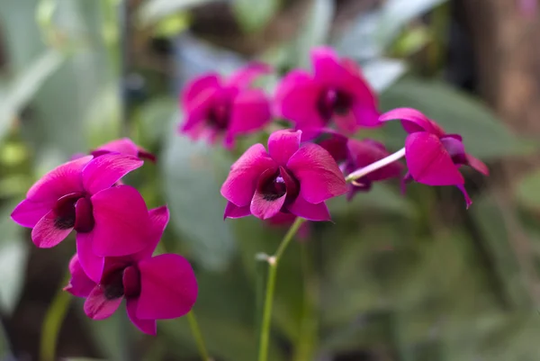 Fialové orchideje v zahradě — Stock fotografie