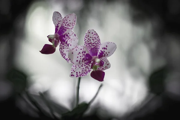 在花园中的紫色兰花 — 图库照片
