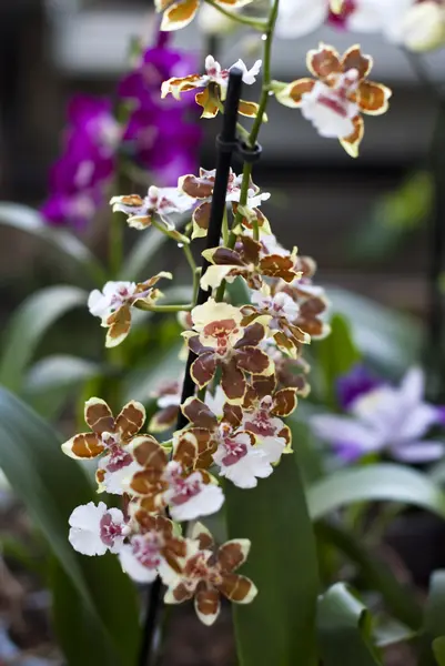 Orchidee di tigre in giardino — Foto Stock