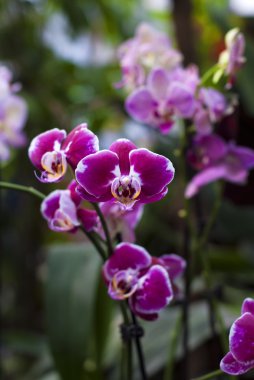 Mor Orkide Bahçe