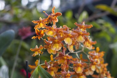 epicattleya Kırmızı Sarı orkide