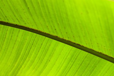 muz yaprağı kadar güneş ışığı