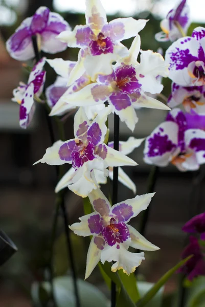 White with purple orchid flowers — Stock Photo, Image