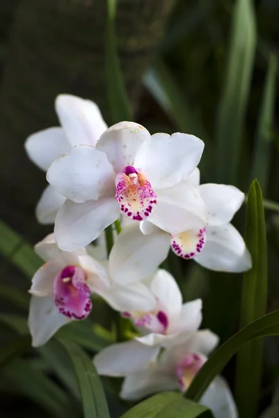 Bílá s fialovým květy orchidejí — Stock fotografie