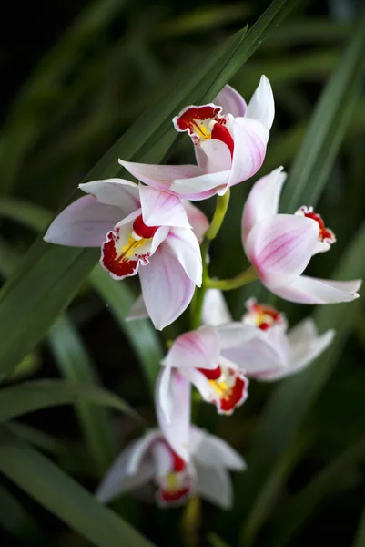 White with red orchid flowers — Stock Photo, Image