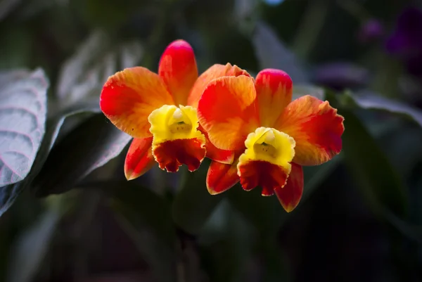 Amarillo con orquídeas naranjas —  Fotos de Stock