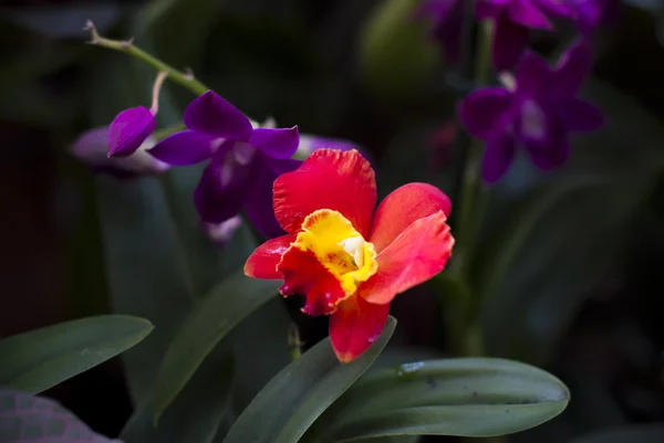 Желтые с оранжевыми орхидеями — стоковое фото