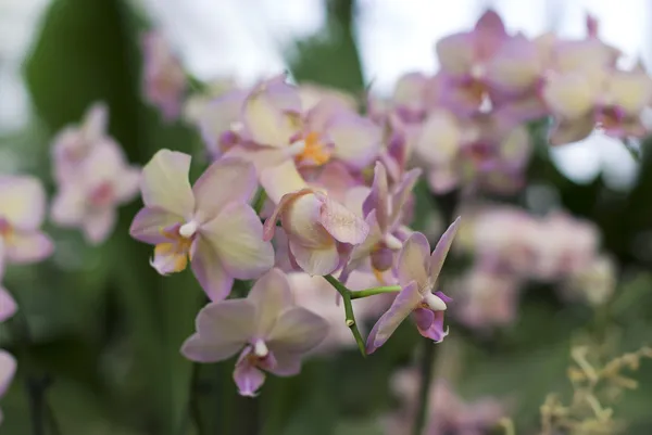 Fialové květy orchidejí — Stock fotografie