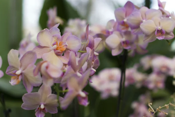 Fialové květy orchidejí — Stock fotografie