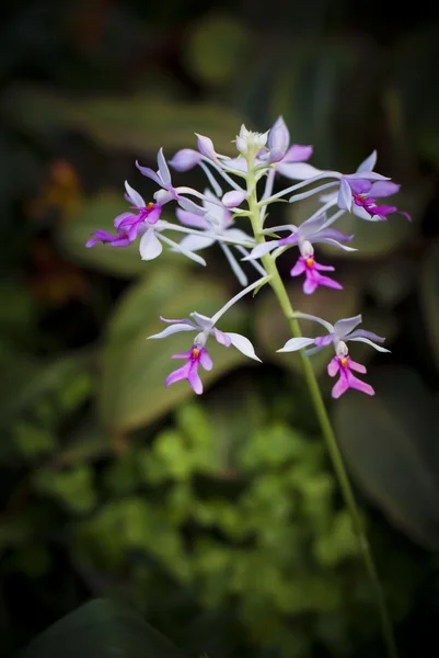 Branco com flores roxas da orquídea — Fotografia de Stock