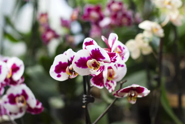 Purple orchids in garden — Stock Photo, Image