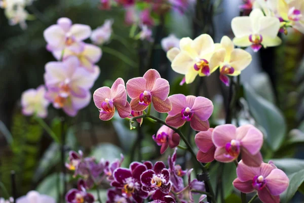 Background of various orchid purple, yellow, white,pink color.. — Stock Photo, Image