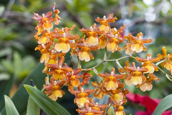 Orchidea gialla rossa di Epicattleya — Foto Stock