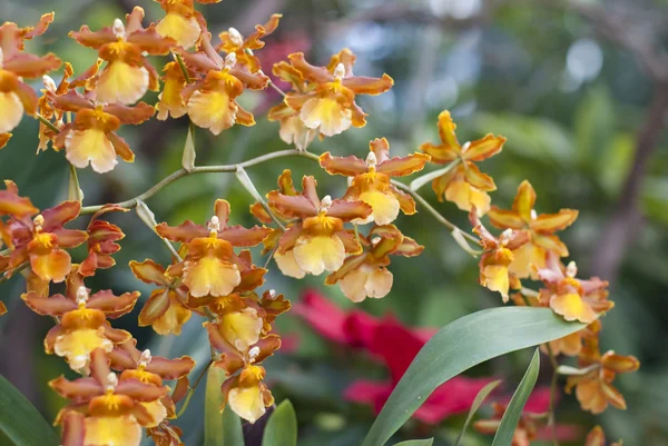 Epicattleya červená žlutá orchidej — Stock fotografie