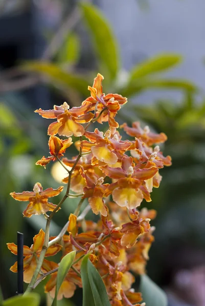 Epicattleya červená žlutá orchidej — Stock fotografie