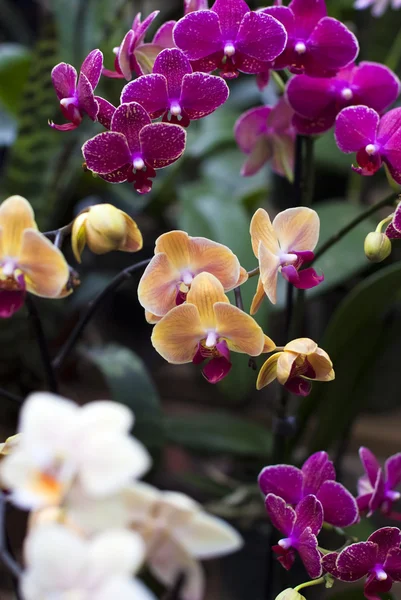 Background of various orchid purple, yellow, white,pink color.. — Stock Photo, Image