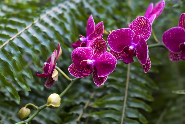 Purple orchids in garden — Stock Photo, Image