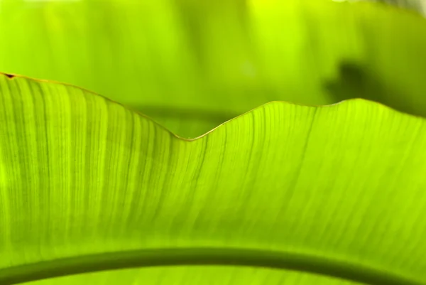 Banana leaf up to the light of the sun — Stock Photo, Image