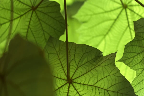 太陽の光にメープル リーフ木の葉 (pterospermum acerifolium) — ストック写真